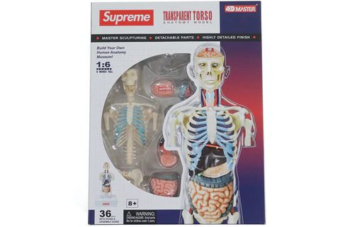 SUPREME MALE ANATOMY MODEL CLEAR – 8pm Canada Store